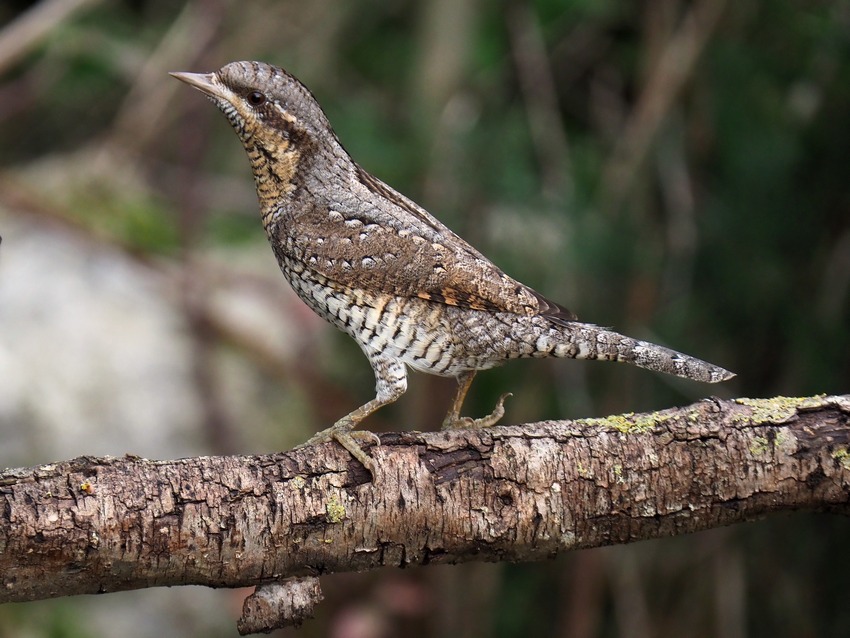 Torcicollo (Jynx torquilla) svernante